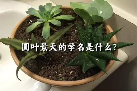 圆叶景天的学名是什么？