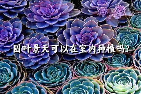 圆叶景天可以在室内种植吗？