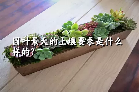 圆叶景天的土壤要求是什么样的？