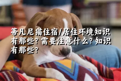 蒂凡尼猫住宿/居住环境知识有那些？需要注意什么？知识有那些？