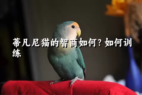 蒂凡尼猫的智商如何？如何训练