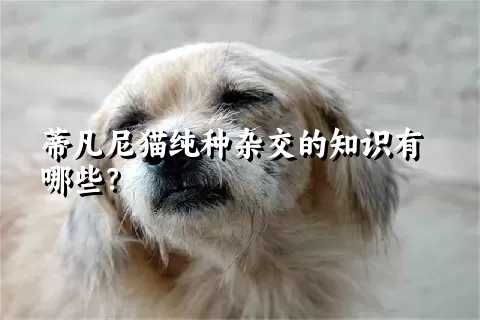 蒂凡尼猫纯种杂交的知识有哪些？ 