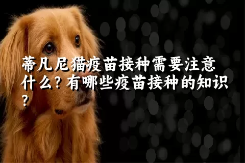 蒂凡尼猫疫苗接种需要注意什么？有哪些疫苗接种的知识？