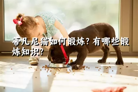 蒂凡尼猫如何锻炼？有哪些锻炼知识？