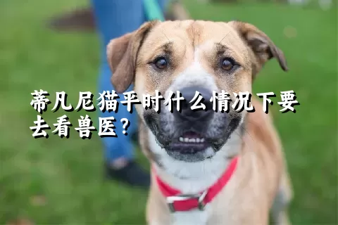 蒂凡尼猫平时什么情况下要去看兽医？ 