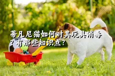 蒂凡尼猫如何对其玩具消毒？有那些知识点？