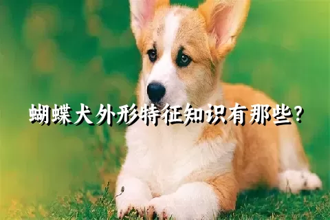 蝴蝶犬外形特征知识有那些？