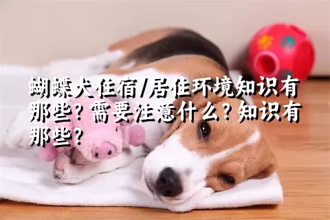 蝴蝶犬住宿/居住环境知识有那些？需要注意什么？知识有那些？