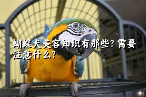 蝴蝶犬美容知识有那些？需要注意什么？