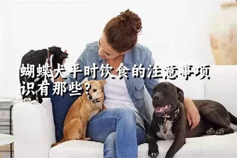 蝴蝶犬平时饮食的注意事项识有那些？ 