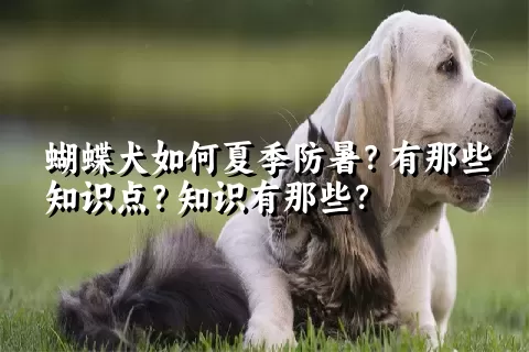 蝴蝶犬如何夏季防暑？有那些知识点？知识有那些？