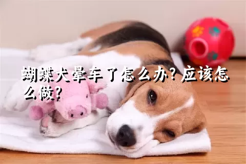 蝴蝶犬晕车了怎么办？应该怎么做？