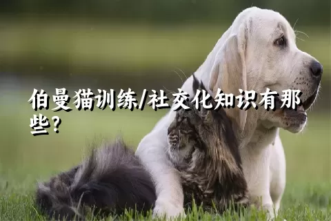 伯曼猫训练/社交化知识有那些？ 