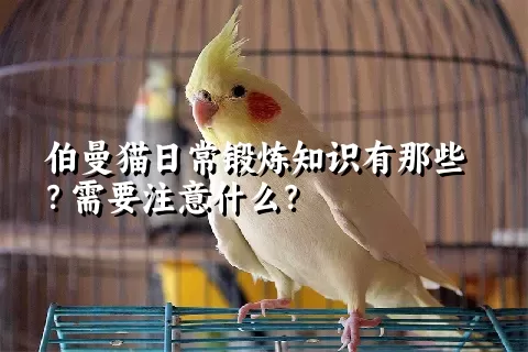 伯曼猫日常锻炼知识有那些？需要注意什么？