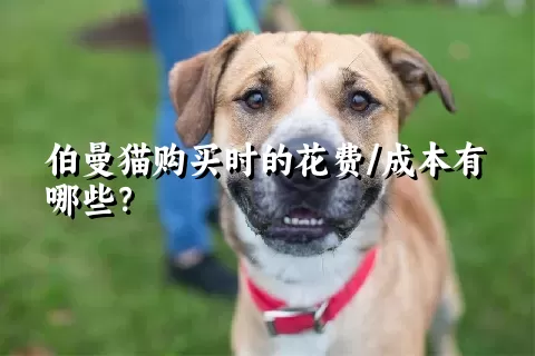 伯曼猫购买时的花费/成本有哪些？