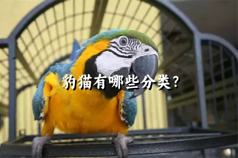 豹猫有哪些分类？