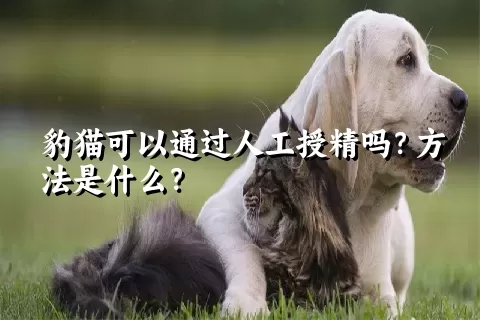 豹猫可以通过人工授精吗？方法是什么？