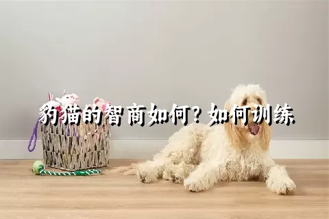 豹猫的智商如何？如何训练