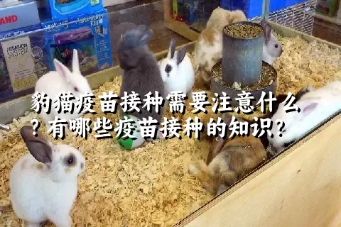 豹猫疫苗接种需要注意什么？有哪些疫苗接种的知识？