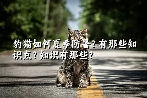 豹猫如何夏季防暑？有那些知识点？知识有那些？