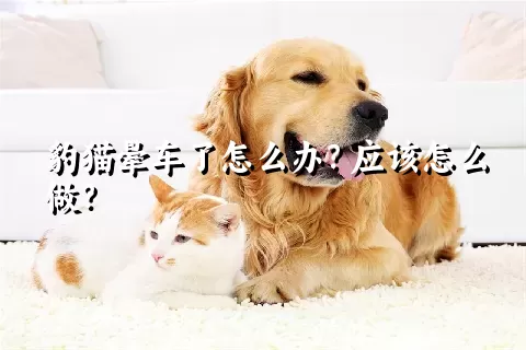 豹猫晕车了怎么办？应该怎么做？