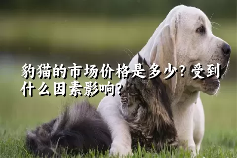 豹猫的市场价格是多少？受到什么因素影响？