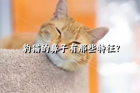 豹猫的鼻子有那些特征？