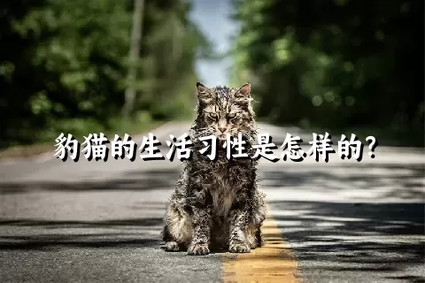 豹猫的生活习性是怎样的？