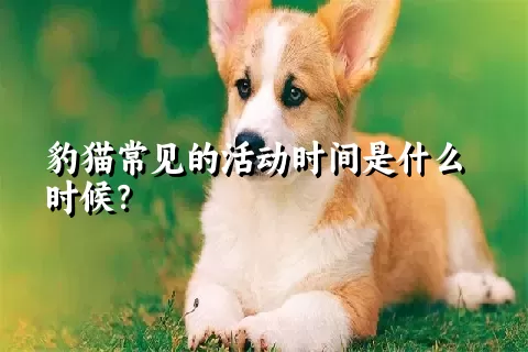 豹猫常见的活动时间是什么时候？