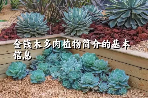 金钱木多肉植物简介的基本信息