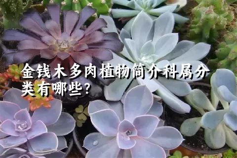 金钱木多肉植物简介科属分类有哪些？