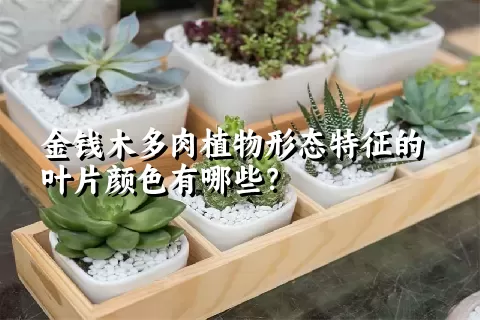 金钱木多肉植物形态特征的叶片颜色有哪些？