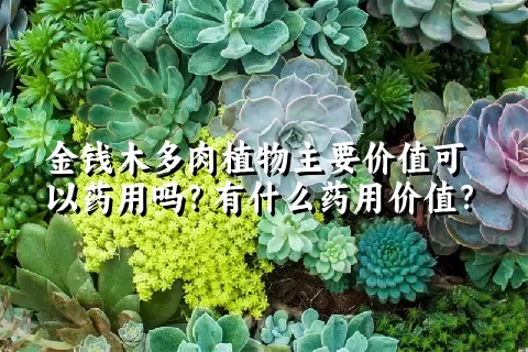 金钱木多肉植物主要价值可以药用吗？有什么药用价值？