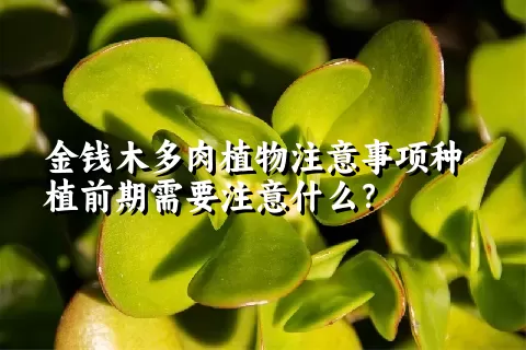 金钱木多肉植物注意事项种植前期需要注意什么？ 