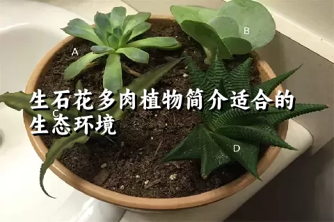 生石花多肉植物简介适合的生态环境