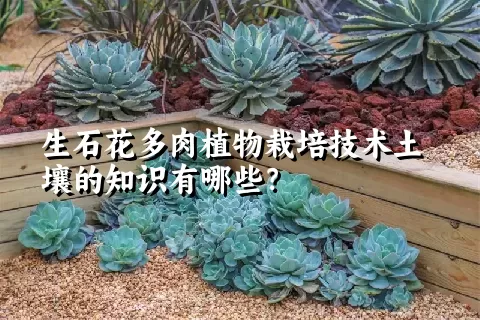 生石花多肉植物栽培技术土壤的知识有哪些？