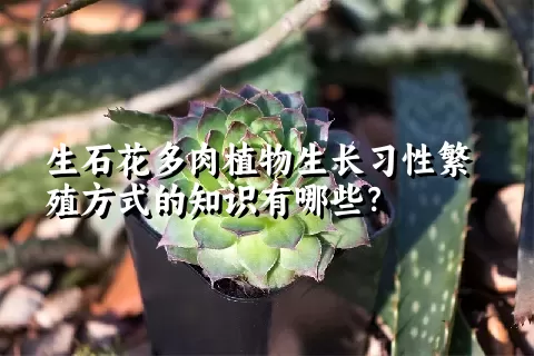 生石花多肉植物生长习性繁殖方式的知识有哪些？