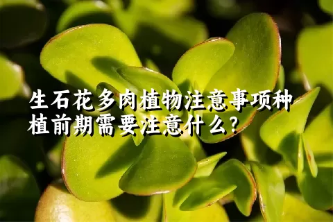 生石花多肉植物注意事项种植前期需要注意什么？ 