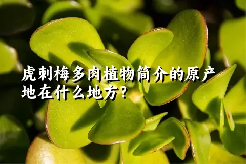 虎刺梅多肉植物简介的原产地在什么地方？