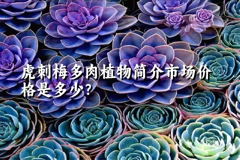 虎刺梅多肉植物简介市场价格是多少？