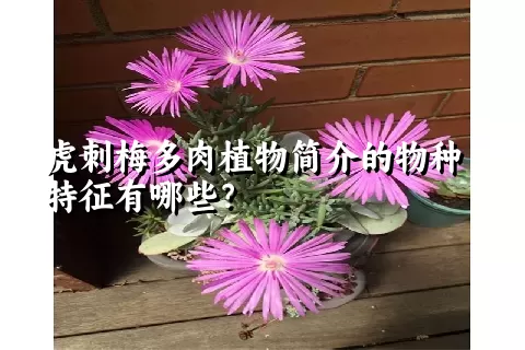 虎刺梅多肉植物简介的物种特征有哪些？