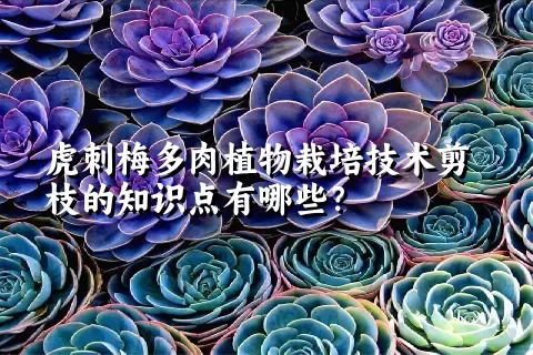 虎刺梅多肉植物栽培技术剪枝的知识点有哪些？