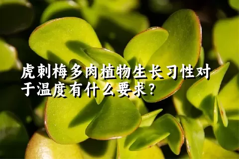 虎刺梅多肉植物生长习性对于温度有什么要求？