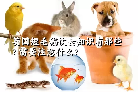 英国短毛猫饮食知识有那些？需要注意什么？