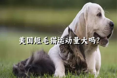 美国短毛猫运动量大吗？