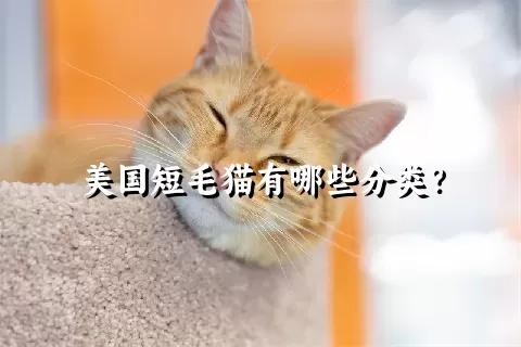 美国短毛猫有哪些分类？