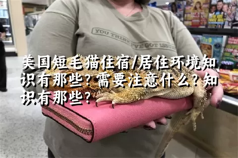 美国短毛猫住宿/居住环境知识有那些？需要注意什么？知识有那些？