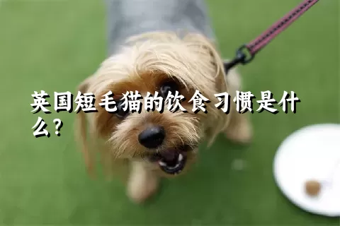 英国短毛猫的饮食习惯是什么？