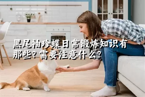 黑尾袖珍蝶日常锻炼知识有那些？需要注意什么？