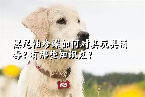 黑尾袖珍蝶如何对其玩具消毒？有那些知识点？